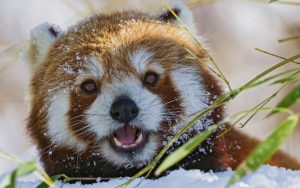 Red Panda saying hello